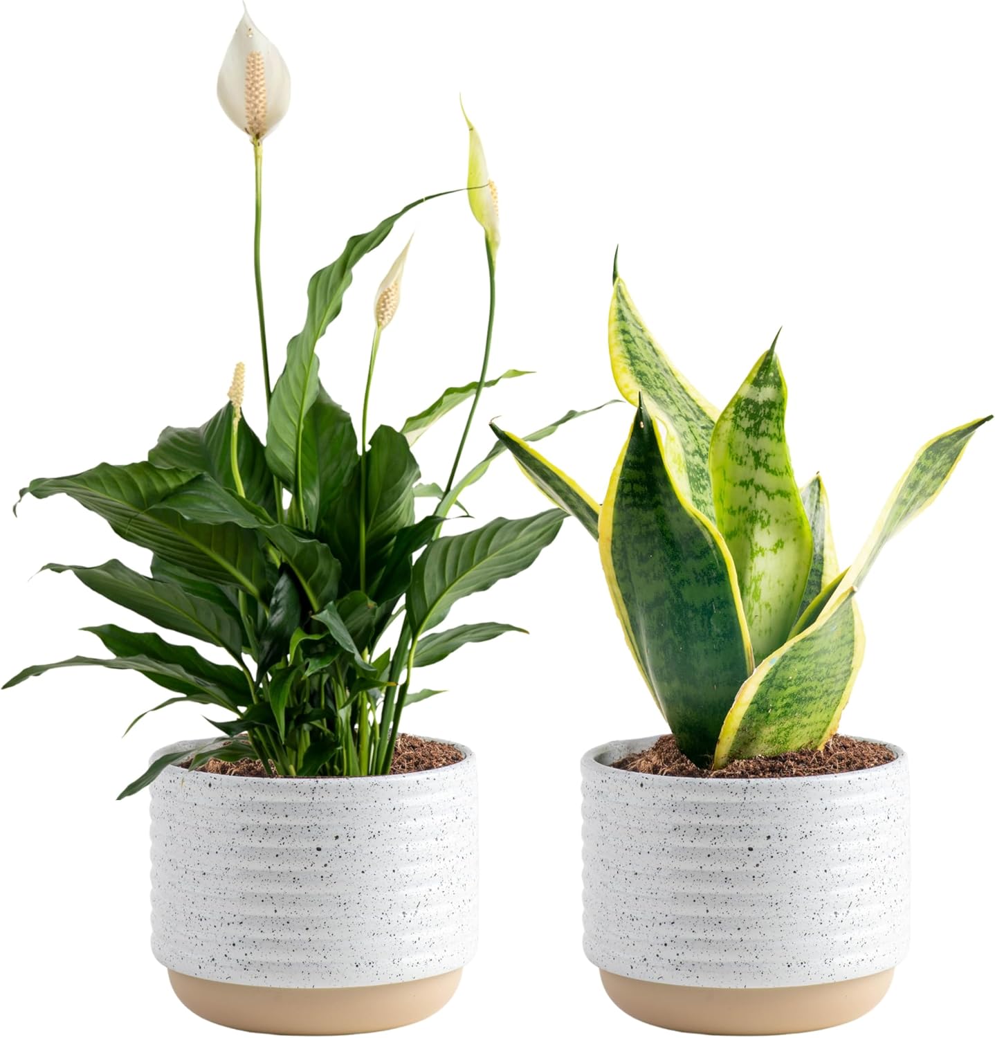 Live Plants (Pack of 2), Easy to Grow Real Indoor Houseplants, Air Purifying Plants, Grower's Choice in Home Décor Indoors Plant Pots, New House Gift or Room Décor